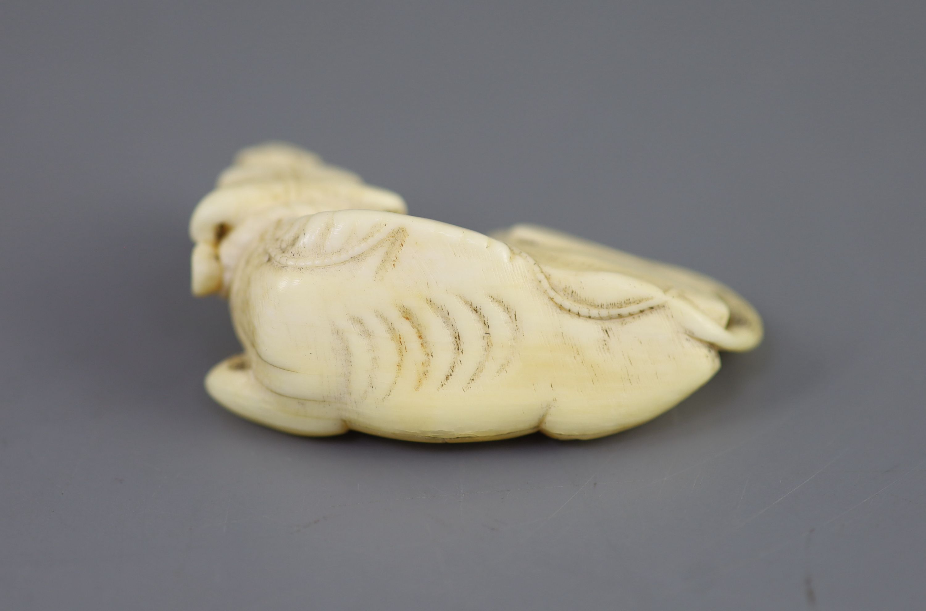Manner of Tomotada (late 18th - early 19th century), a Japanese ivory netsuke of a recumbent ox, 5.4cm